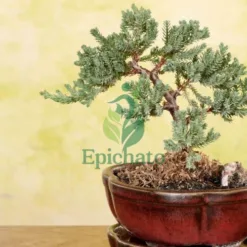 Juniper Outdoor Bonsai in Minnesota